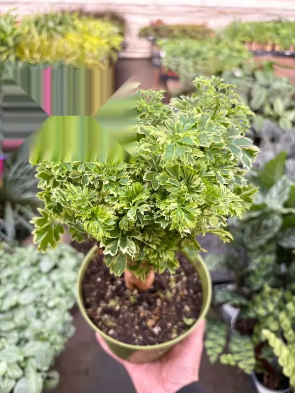 Aralia Ming Gold Mini Bonsai Minibonsai — additional view