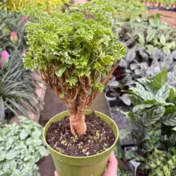 Aralia Ming Gold Mini Bonsai Minibonsai — additional view