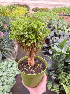 Aralia Ming Gold Mini Bonsai Minibonsai — additional view