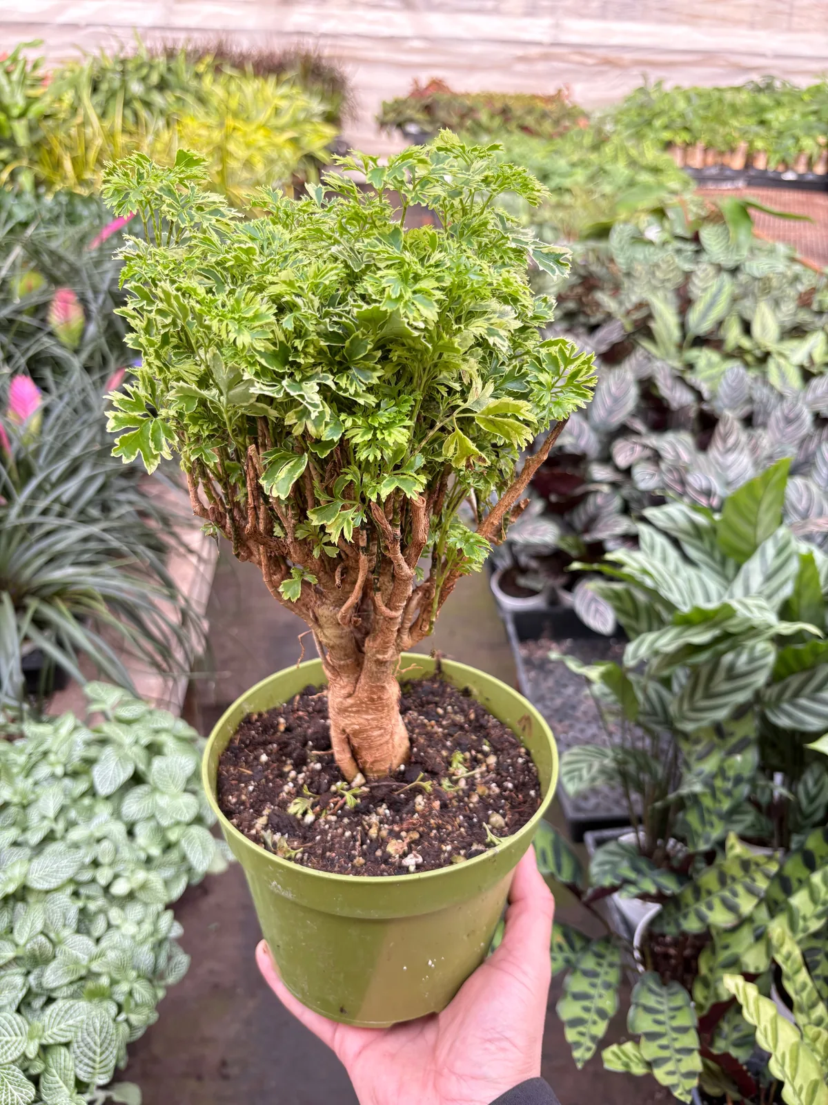Aralia Ming Gold Mini Bonsai Minibonsai — additional view