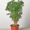 Aralia 'Ming Stump Plant'
