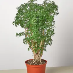 Aralia 'Ming Stump Plant'
