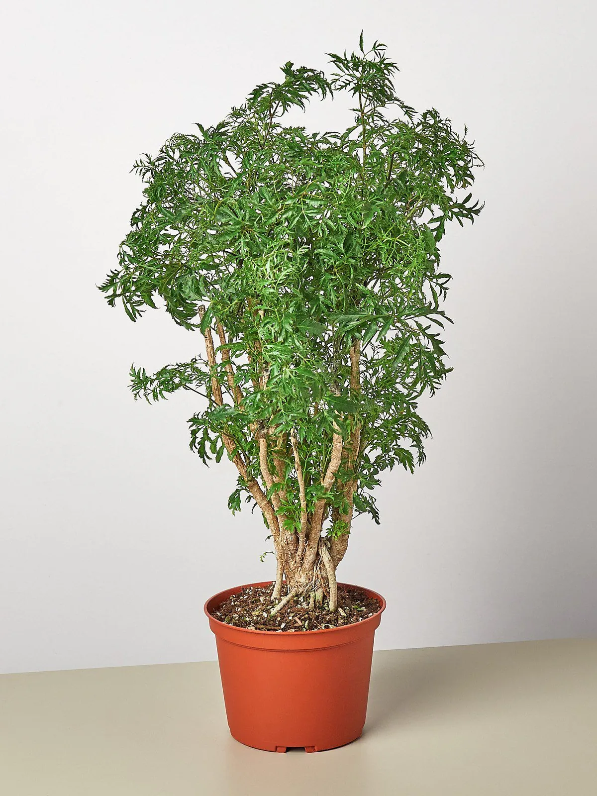Aralia 