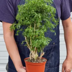 Aralia 'Ming Stump Plant' — held in hand for size reference