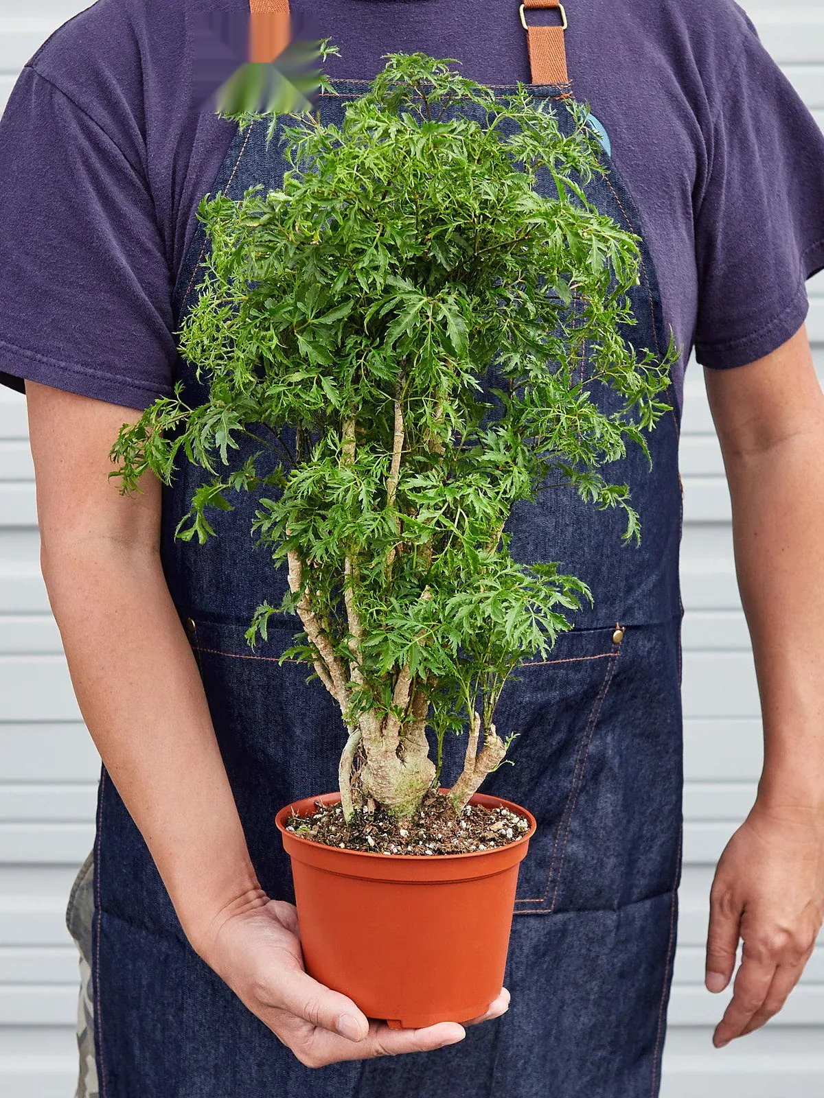Aralia 