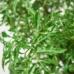 Aralia 'Ming Stump Plant' — leaf detail close-up