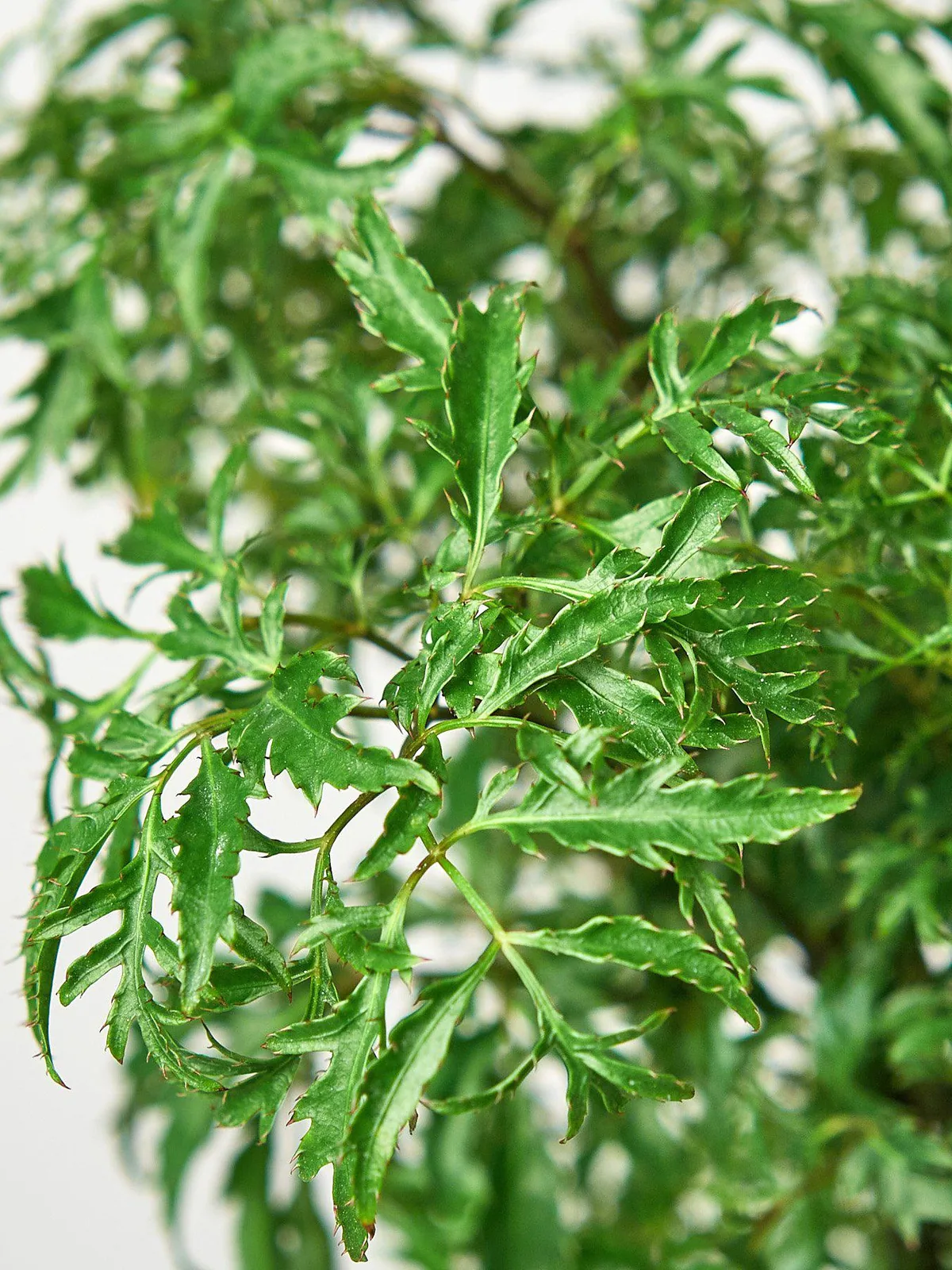 Aralia 
