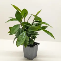 Ardisia 'Red' houseplant
