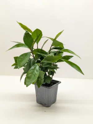 Ardisia 'Red' houseplant