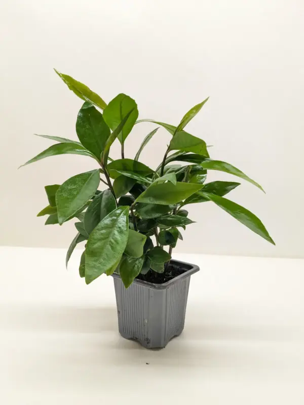 Ardisia 'Red' houseplant