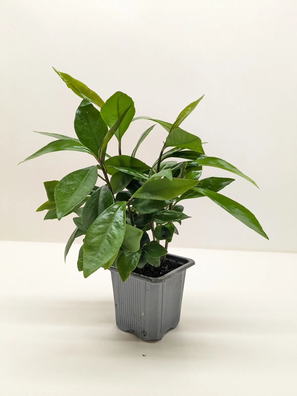 Ardisia 