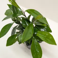 Ardisia 'Red' — additional view
