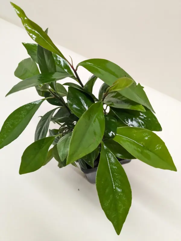 Ardisia 'Red' — additional view