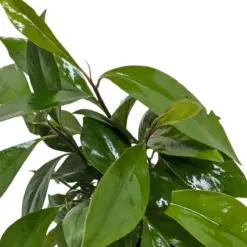 Ardisia 'Red' — square crop