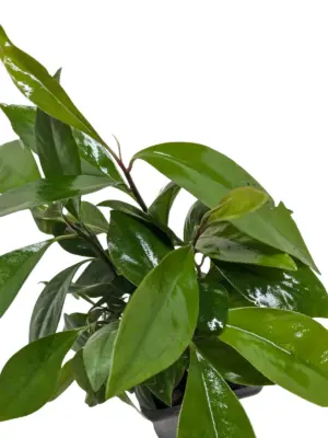 Ardisia 'Red' — square crop