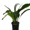 Aspidistra 'Cast Iron' houseplant