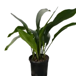 Aspidistra 'Cast Iron' houseplant