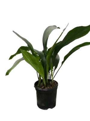 Aspidistra 'Cast Iron' houseplant