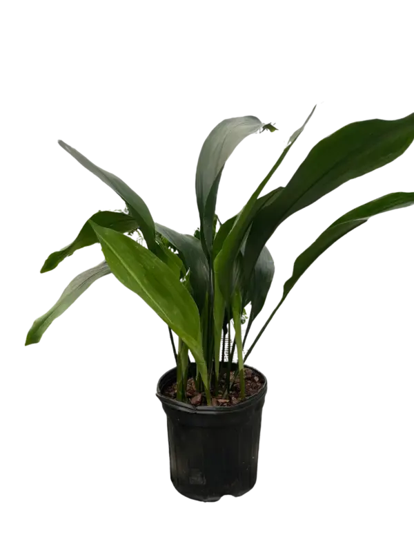 Aspidistra 'Cast Iron' houseplant