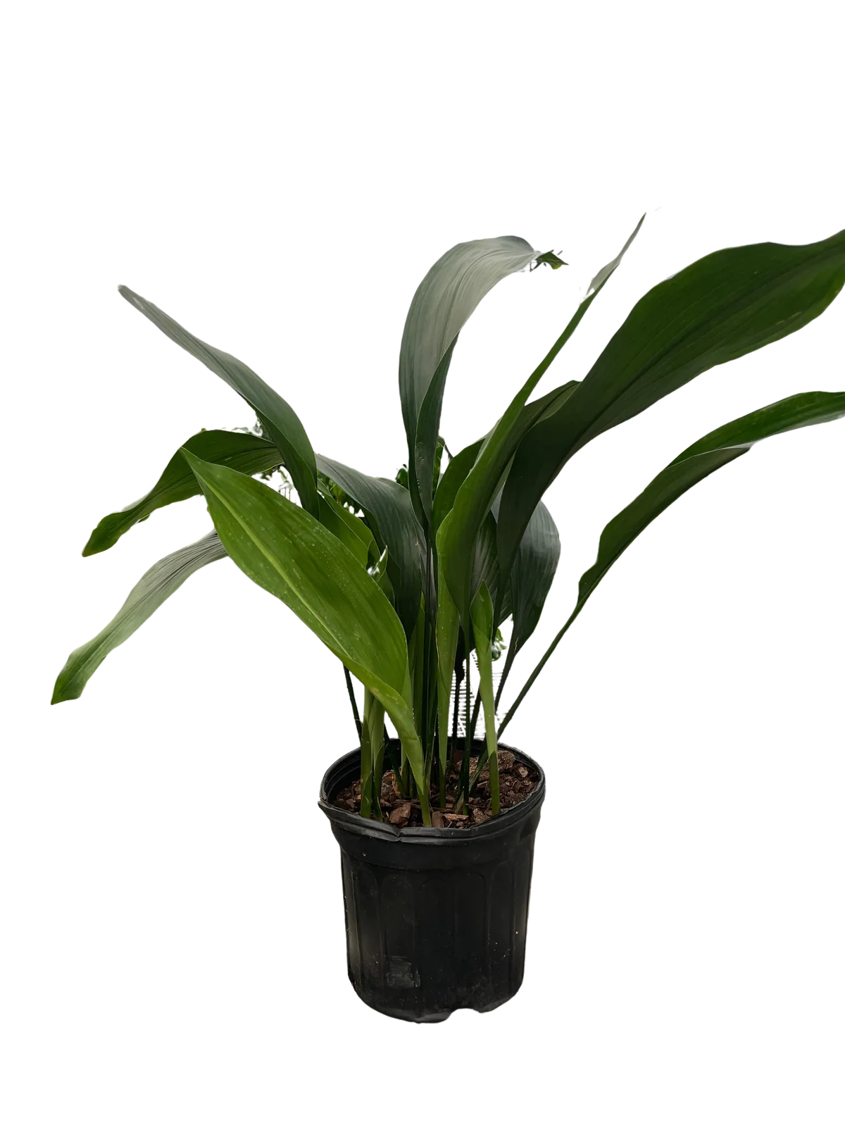 Aspidistra 