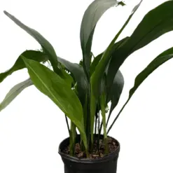 Aspidistra 'Cast Iron' — square crop