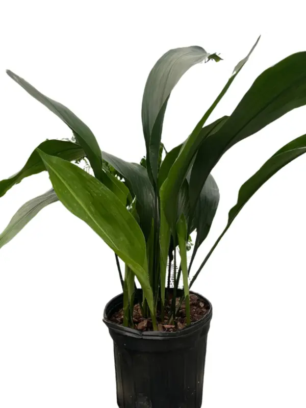 Aspidistra 'Cast Iron' — square crop