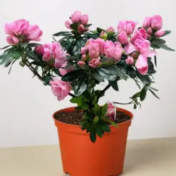 Azalea (Rhododendron) Pink houseplant