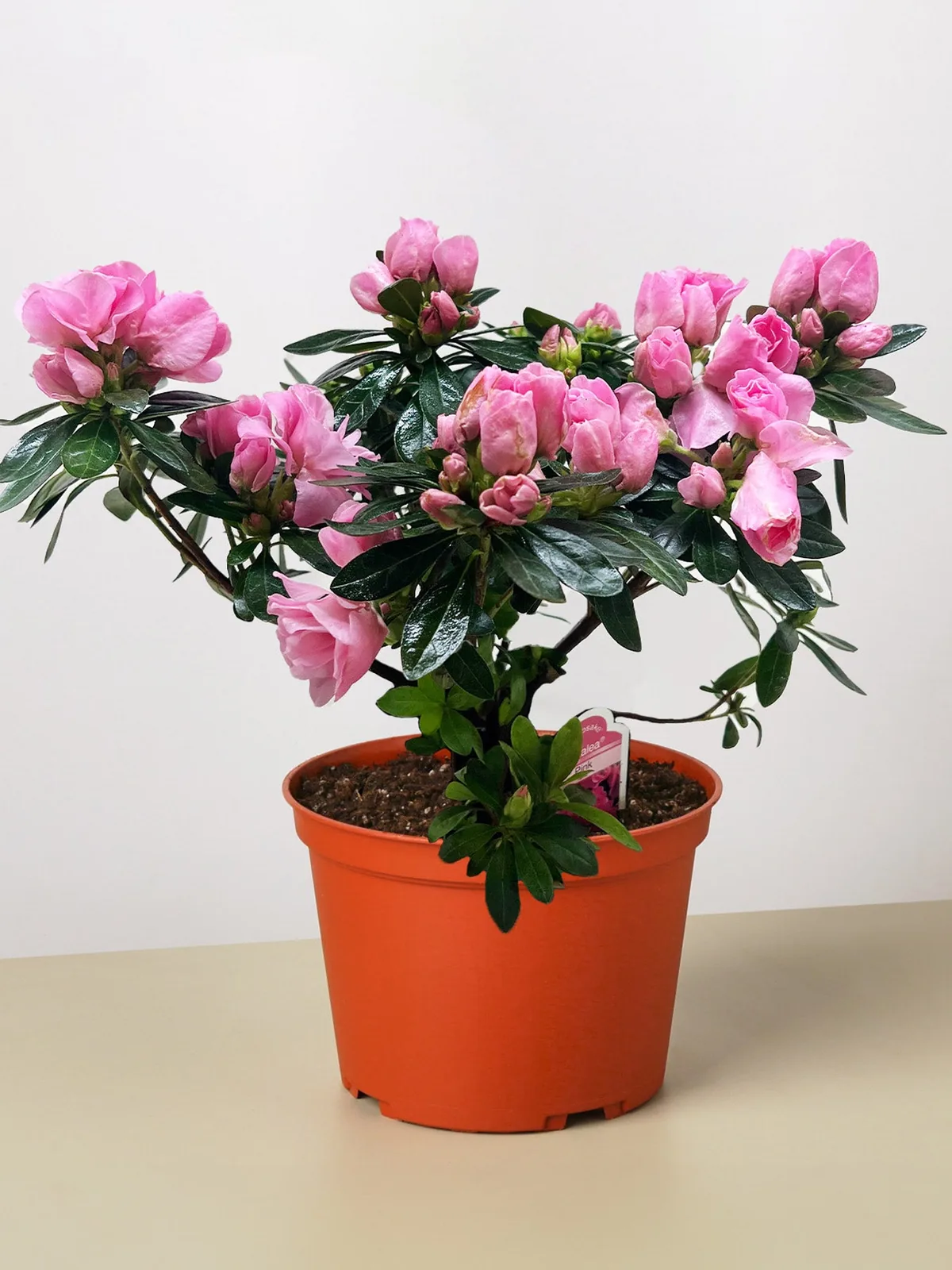 Azalea (Rhododendron) White houseplant