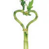 Dracaena 'Lucky Bamboo' (Heart Shape) Bare houseplant