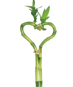 Dracaena 'Lucky Bamboo' (Heart Shape) Bare houseplant