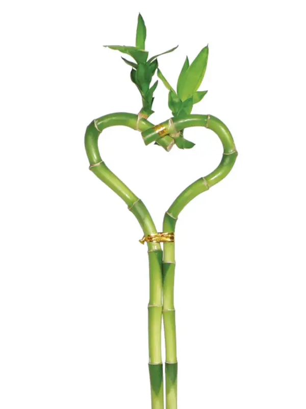 Dracaena 'Lucky Bamboo' (Heart Shape) Bare houseplant