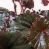 Begonia 'Black Magic' houseplant