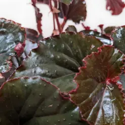 Begonia 'Black Magic' houseplant