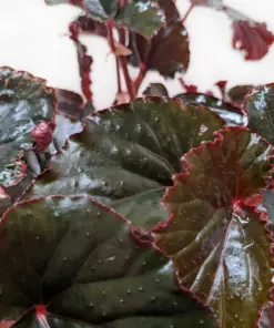 Begonia 'Black Magic' houseplant