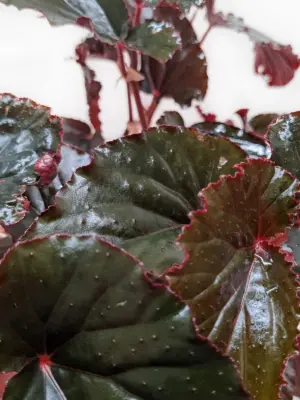 Begonia 'Black Magic' houseplant