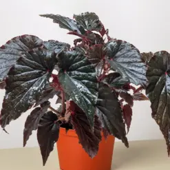 Begonia 'Black Magic' — additional view