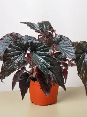 Begonia 'Black Magic' — additional view