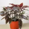 Begonia 'Corallina' houseplant
