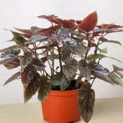 Begonia 'Corallina' houseplant