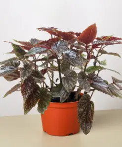 Begonia 'Corallina' houseplant