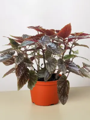 Begonia 'Corallina' houseplant