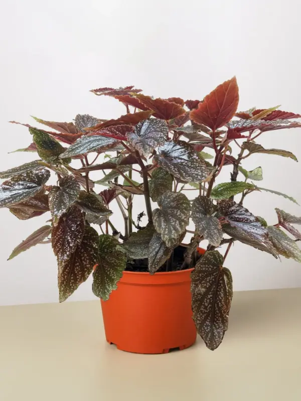 Begonia 'Corallina' houseplant