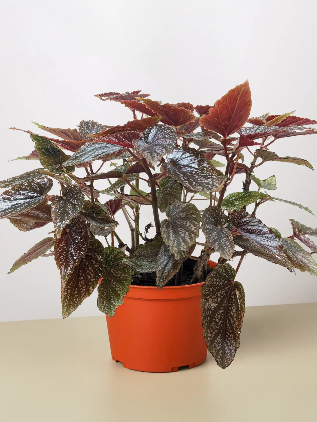 Begonia 
