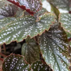 Begonia 'Corallina' — additional view