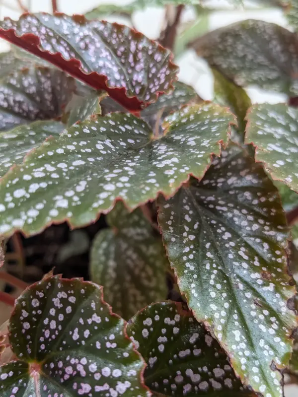 Begonia 'Corallina' — additional view