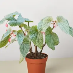 Begonia 'Frosty' houseplant