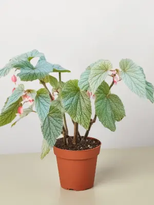 Begonia 'Frosty' houseplant
