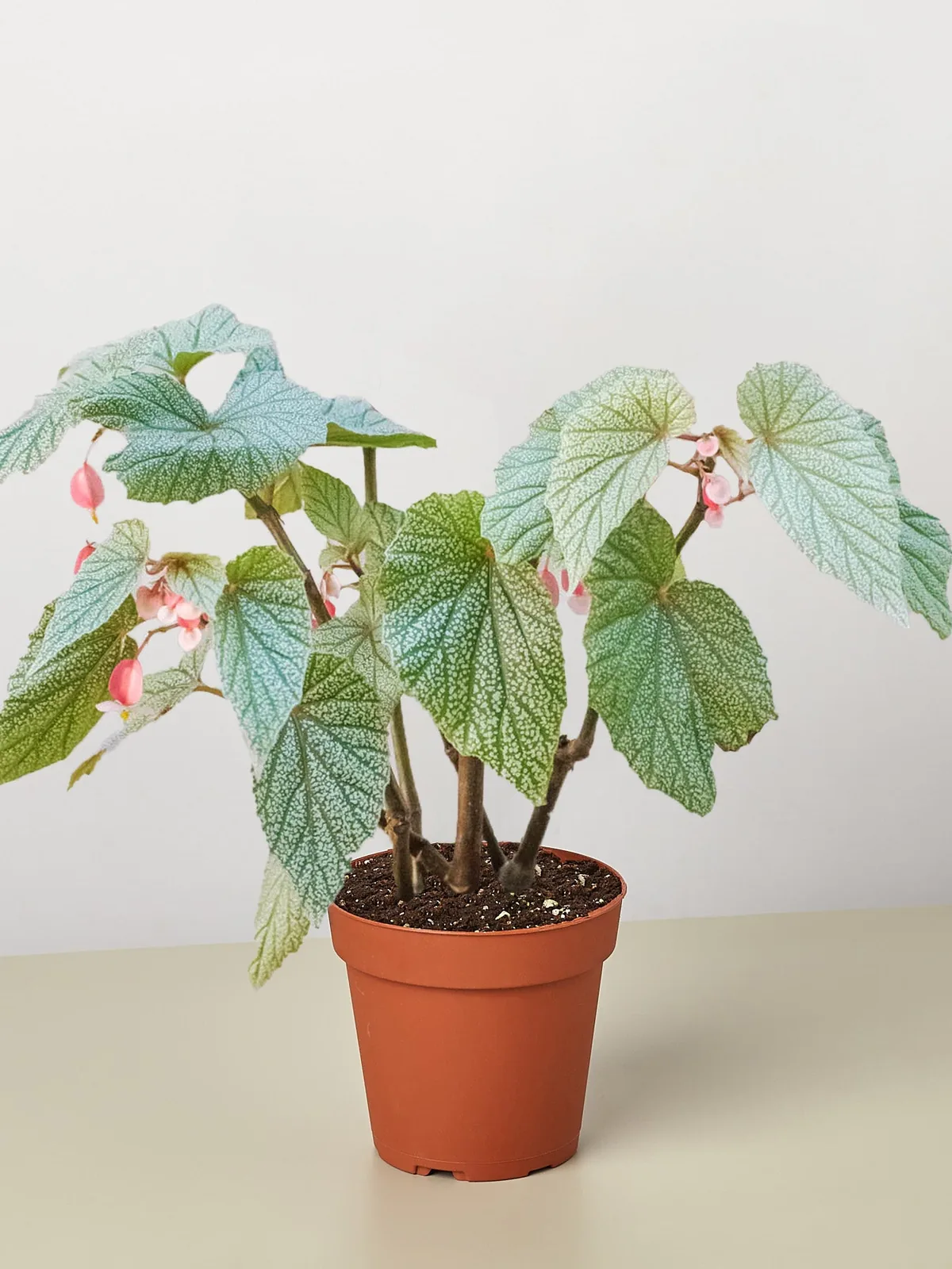 Begonia 