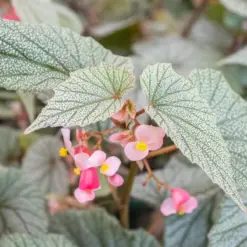 Begonia 'Frosty' — additional view