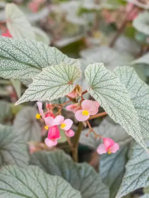 Begonia 'Frosty' — additional view